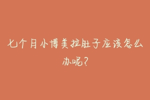 七个月小博美拉肚子应该怎么办呢?
