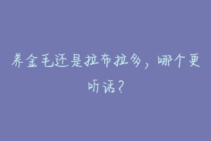 养金毛还是拉布拉多,哪个更听话?