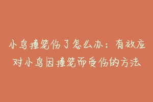 小鸟撞笼伤了怎么办:有效应对小鸟因撞笼而受伤的方法
