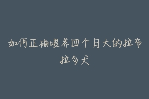 如何正确喂养四个月大的拉布拉多犬-动物百科