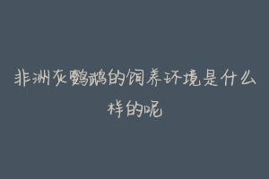 非洲灰鹦鹉的饲养环境是什么样的呢-动物百科