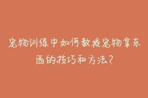 宠物训练中如何教授宠物拿东西的技巧和方法?