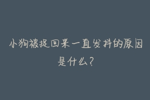 小狗被捉回来一直发抖的原因是什么？