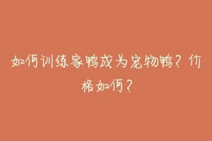 如何训练家鸭成为宠物鸭?价格如何?