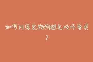 如何训练宠物狗避免咬坏家具?