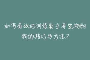 如何有效地训练新手养宠物狗狗的技巧与方法?