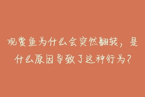 观赏鱼为什么会突然翻转,是什么原因导致了这种行为?