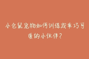小仓鼠宠物如何训练成乖巧可爱的小伙伴?