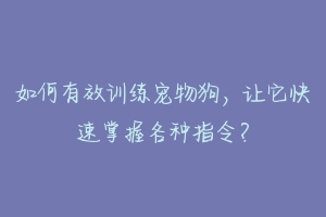 如何有效训练宠物狗,让它快速掌握各种指令?