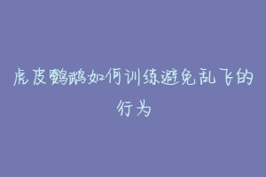 虎皮鹦鹉如何训练避免乱飞的行为-动物百科
