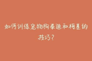 如何训练宠物狗泰迪和柯基的技巧?