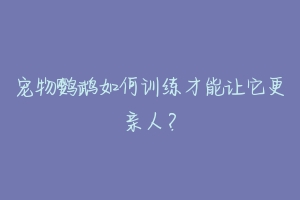 宠物鹦鹉如何训练才能让它更亲人?-动物百科