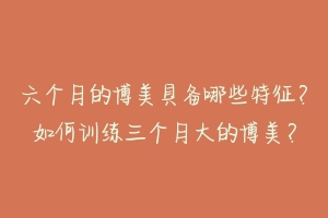 六个月的博美具备哪些特征?如何训练三个月大的博美?