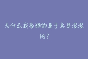 为什么我家猫的鼻子总是湿湿的?