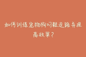 如何训练宠物狗叼鞋走路并提高效果?