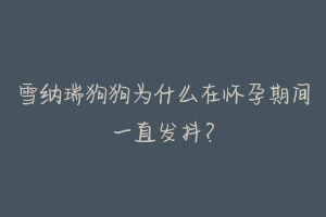 雪纳瑞狗狗为什么在怀孕期间一直发抖?