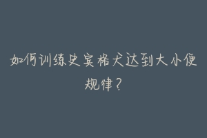 如何训练史宾格犬达到大小便规律?