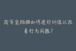 成年宠物猫如何进行训练以改善行为问题?