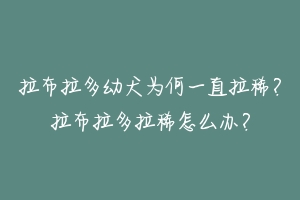 拉布拉多幼犬为何一直拉稀？拉布拉多拉稀怎么办？-动物百科