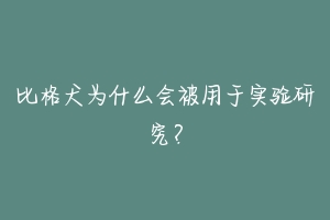比格犬为什么会被用于实验研究?
