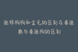 迪拜狗狗和金毛的区别及泰迪熊与泰迪狗的区别-动物百科