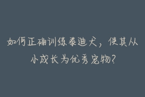 如何正确训练泰迪犬,使其从小成长为优秀宠物?