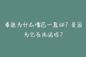 泰迪为什么嘴巴一直动?是因为它在说话吗?-动物百科