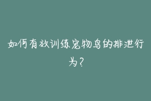 如何有效训练宠物鸟的排泄行为?