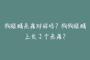 狗眼睛疙瘩对称吗?狗狗眼睛上长了个疙瘩?