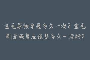 金毛尿频率是多久一次?金毛刷牙频度应该是多久一次好?