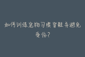 如何训练宠物习惯穿鞋并避免受伤?