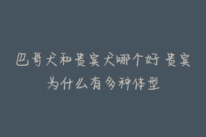 巴哥犬和贵宾犬哪个好 贵宾为什么有多种体型-动物百科