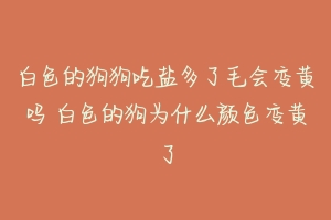 白色的狗狗吃盐多了毛会变黄吗 白色的狗为什么颜色变黄了-动物百科