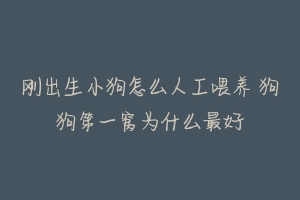 刚出生小狗怎么人工喂养 狗狗第一窝为什么最好-动物百科