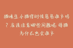 猫咪生小猫得时候容易难产吗?应该注意哪些问题呢 母猫为什么也会难产