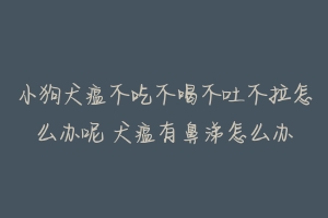 小狗犬瘟不吃不喝不吐不拉怎么办呢 犬瘟有鼻涕怎么办