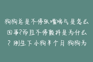 狗狗总是不停张嘴喘气是怎么回事?而且不停颤抖是为什么?刚生下小狗半个月 狗狗为什么不停的喘气-动物百科
