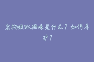 宠物蜈蚣猫咪是什么?如何养护?