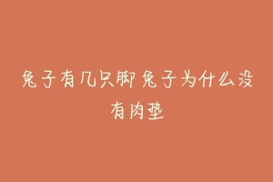 兔子有几只脚 兔子为什么没有肉垫-动物百科