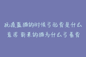 抚摸蓝猫的时候弓起背是什么意思 新来的猫为什么弓着背