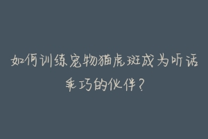 如何训练宠物猫虎斑成为听话乖巧的伙伴?