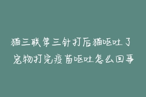 猫三联第三针打后猫呕吐了 宠物打完疫苗呕吐怎么回事-动物百科