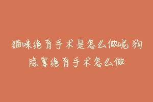 猫咪绝育手术是怎么做呢 狗隐睾绝育手术怎么做-动物百科