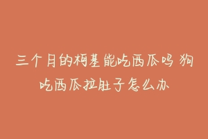 三个月的柯基能吃西瓜吗 狗吃西瓜拉肚子怎么办-动物百科
