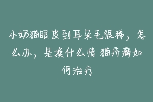 小奶猫眼皮到耳朵毛很稀,怎么办,是换什么情 猫疥癣如何治疗