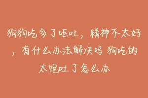 狗狗吃多了呕吐，精神不太好，有什么办法解决吗 狗吃的太饱吐了怎么办-动物百科