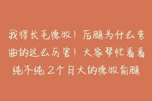 我得长毛德牧!后腿为什么弯曲的这么厉害!大家帮忙看看纯不纯 2个月大的德牧前腿弯曲怎么办-动物百科
