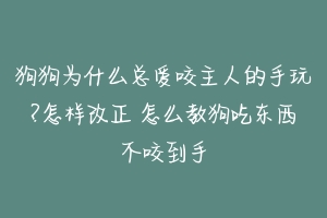 狗狗为什么总爱咬主人的手玩?怎样改正 怎么教狗吃东西不咬到手