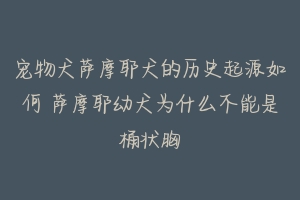 宠物犬萨摩耶犬的历史起源如何 萨摩耶幼犬为什么不能是桶状胸-动物百科