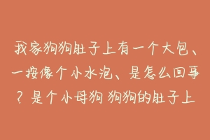 我家狗狗肚子上有一个大包、一按像个小水泡、是怎么回事？是个小母狗 狗狗的肚子上为什么有一个气泡-动物百科